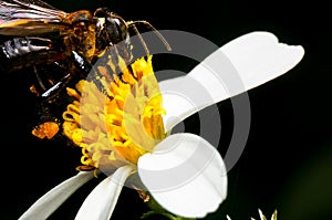 Hoverfly sucking nectar on flower