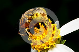 Hoverfly sucking nectar on flower