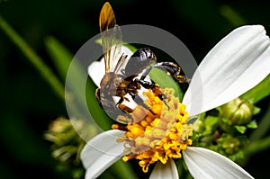 Hoverfly sucking nectar on flower