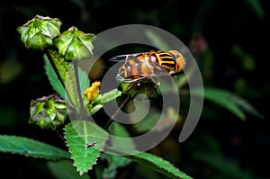 Hoverfly sucking nectar on flower