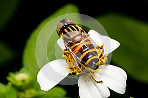 Hoverfly sucking nectar on flower