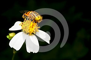 Hoverfly sucking nectar on flower