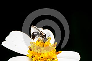 Hoverfly sucking nectar on flower