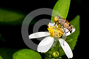 Hoverfly sucking nectar on flower