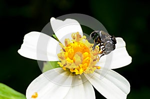 Hoverfly sucking nectar on flower