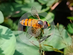 Orange striped hoverfly or asarkina salviae