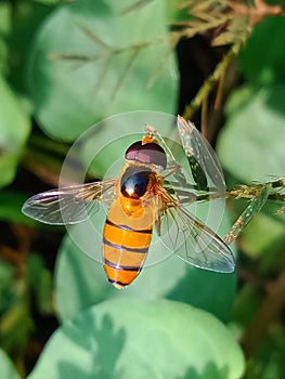 Orange striped hoverfly or asarkina salviae