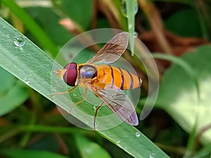 Orange striped hoverfly or asarkina salviae