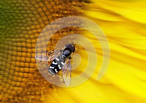 Hoverfly on a sunflower