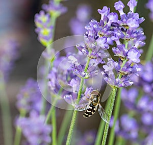 Hoverfly Syrphidae on lavender 01