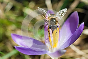 spring crocus (Crocus Vernus) spring herald