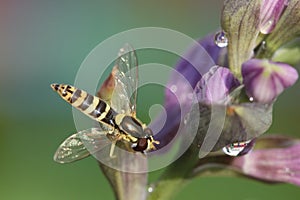 Hoverfly syrphus ribesii on the hosta fortunei