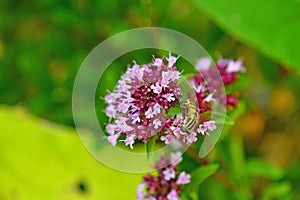 Palearctic hoverfly on a thyme flower