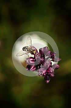 Hoverfly on violet flower