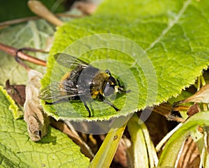 Hoverfly Volucella bombylans