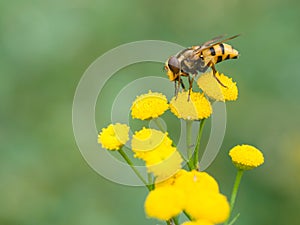 Hoverfly (Volucella inanis)
