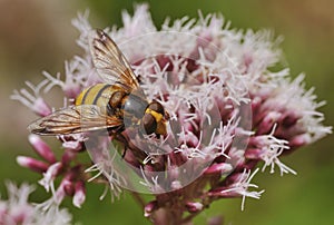 Hoverfly - Volucella inanis