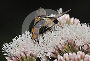 Hoverfly - Volucella pellucens