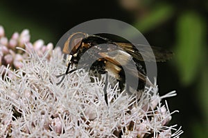 Hoverfly - Volucella pellucens