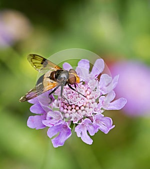 Hoverfly Volucella pellucens