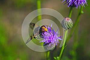 Hoverfly Volucella pellucens sucking nectar from a thistle