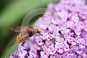 Hoverfly Volucella Zonaria Feeding On Pollen
