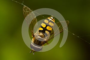 Hoverfly on the web