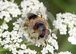 Hoverfly on a white flower Hogweed
