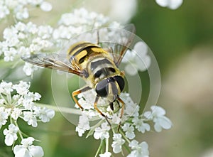 Hoverfly on a white flower Hogweed