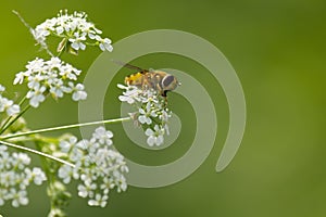 Hoverfly in wild nature with blurred green background
