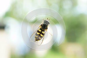 Hoverfly on a window
