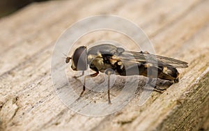 A Hoverfly on wood