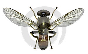 Hoverfly Xylota on white Background