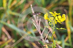 Hoverfly on a yellow charlock mustard flower