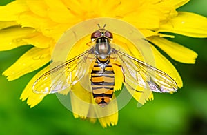 Hoverfly on Yellow Dandelion Flower