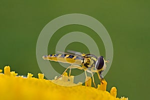 Hoverfly on the yellow flower