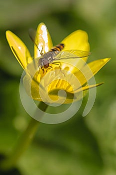 Hoverfly on yellow flower