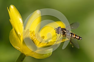 Hoverfly on yellow flower