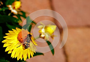 Hoverfly on yellow flower