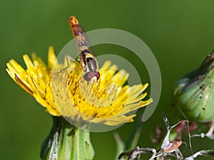 Hoverfly on yellow flower close up