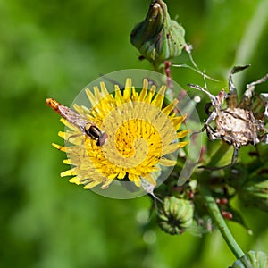 Hoverfly on yellow flower close up
