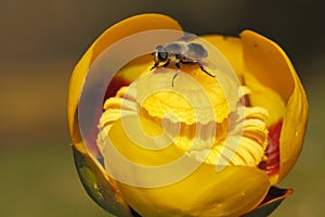 Hoverfly on Yellow Pond Lily
