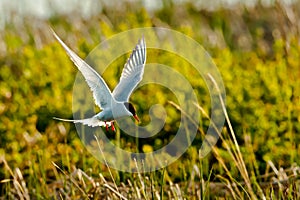 Hovering Arctic Tern photo