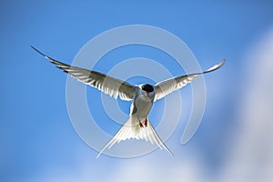 Hovering Arctic tern