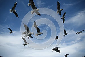 Hovering birds photo