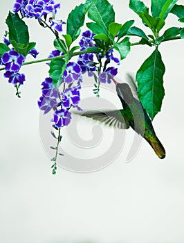 Hovering Broad-Billed Hummingbird sipping nectar from a floret photo