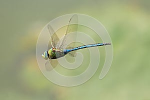 Hovering dragonfly