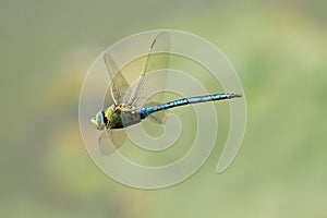 Hovering dragonfly photo