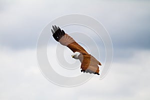 Hovering falcon