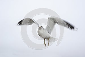 Hovering gull motion blurred wings